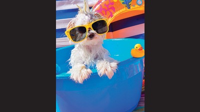 To kick start summer, pet clubs and boardings in Gurugram, are planning various events for both humans and their furry babies where they will have pool parties with live cooking counters making fresh meals for both. (Photo: Shutterstock) To kick start summer, pet clubs and boardings in Gurugram, are planning various events for both humans and their furry babies where they will have pool parties with live cooking counters making fresh meals for both. (Photo: Shutterstock)