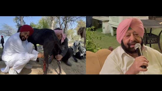 (Left) Punjab chief minister Charanjit Singh Channi milking a goat at Ballo village in his Bhadaur constituency and (right) his predecessor Capt Amarinder Singh regaling friends at his birthday party at the Siswan farmhouse near Chandigarh. (Twitter)