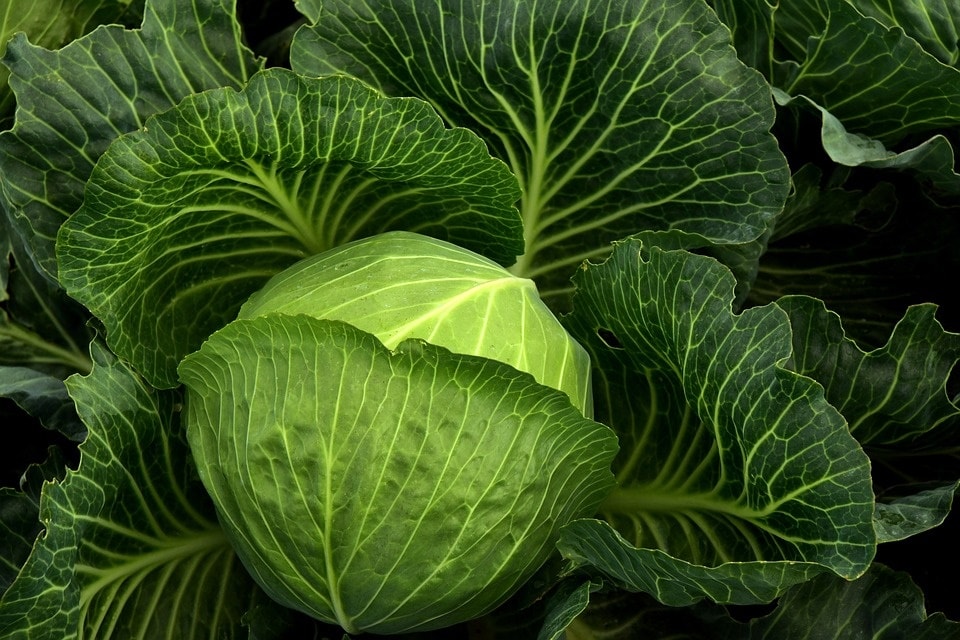 Cabbage (Pixabay)