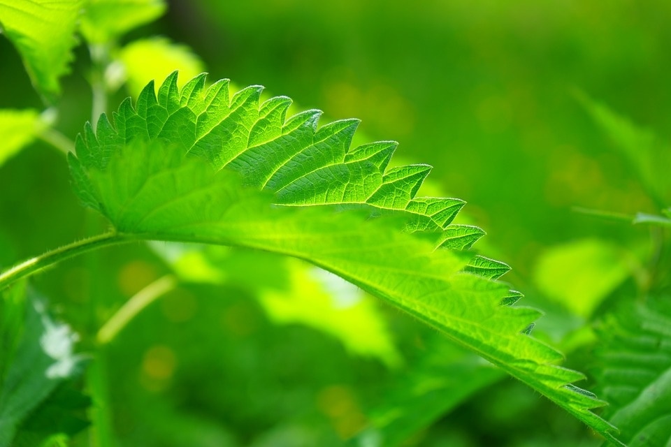 Nettle leaf(Pixabay)