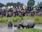 The Assam Forest Department on Wednesday announced that a census of the one-horned Rhino population will be held from 26 to 28 March in Kaziranga National Park.(HT File Image) The Assam Forest Department on Wednesday announced that a census of the one-horned Rhino population will be held from 26 to 28 March in Kaziranga National Park.(HT File Image)
