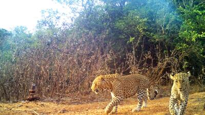 No other landscape in the world has yet shown such a high number of leopards packed into a small area. (Nikit Surve) No other landscape in the world has yet shown such a high number of leopards packed into a small area. (Nikit Surve)
