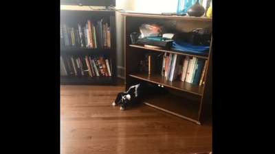 The image, taken from the Reddit video, shows the cat relaxing in an unusual way. (Reddit/@Smartalec246)