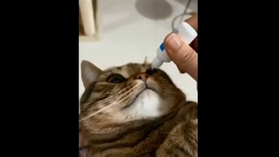The image, taken from the video, shows the cat. (Screengrab)