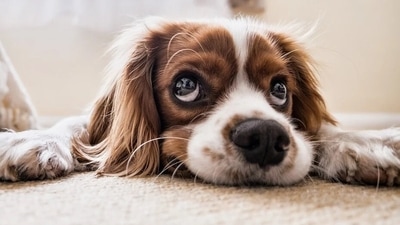 The art of parenting a dog takes time to perfect. From diet, vaccinations, grooming to even their social circle, there are lots of things to take care of. While you are still navigating the first few days after adopting a pet, you need to keep certain important tips in mind to make the process smooth for both the pet and your family. Dr. Ajay Satbige, Senior Veterinary Officer at Wiggles.in gives tips. (Pixabay) The art of parenting a dog takes time to perfect. From diet, vaccinations, grooming to even their social circle, there are lots of things to take care of. While you are still navigating the first few days after adopting a pet, you need to keep certain important tips in mind to make the process smooth for both the pet and your family. Dr. Ajay Satbige, Senior Veterinary Officer at Wiggles.in gives tips. (Pixabay)