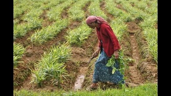 The economic survey report was tabled by finance minister Ajit Pawar in the state legislative assembly on Thursday. (REUTERS)