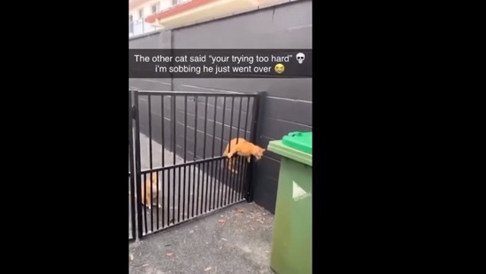 A screengrab of the video of a cat trying to climb through a railing. (Out Of Context Animals/Instagram)