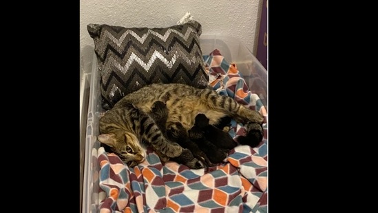 The cat gave birth to six kittens while her human was away. (Careful-Impress6596/Reddit )