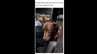 A screengrab of the video of a dog being consoled by its human. (Gregorysantana01/Reddit) A screengrab of the video of a dog being consoled by its human. (Gregorysantana01/Reddit)