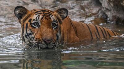 The tiger was spotted by locals in the Kalliyottu area near a human habitat and they alerted forest officials, who darted the big cat after a chase, an officer said. The tiger killed eightdomestic animals in the area. (AFP) The tiger was spotted by locals in the Kalliyottu area near a human habitat and they alerted forest officials, who darted the big cat after a chase, an officer said. The tiger killed eightdomestic animals in the area. (AFP)
