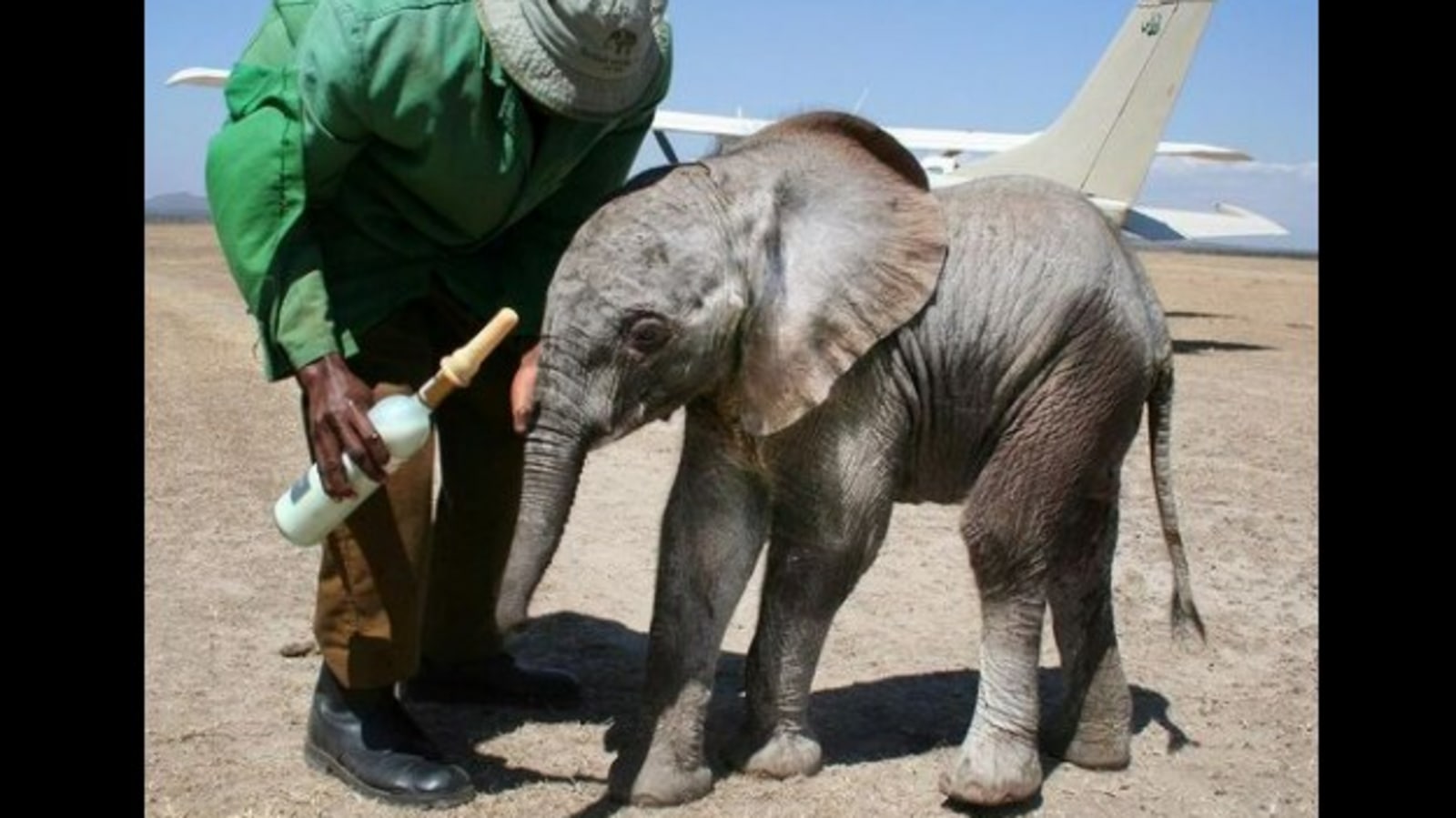 Orphaned elephant becomes mom to cutest baby elephant. Watch to ...