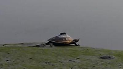 On February 24, experts from the Turtle Survival Alliance (TSA) which along with the STR was running the Batagur Baska conservation program got a call from some fishermen in Bangladesh saying that they had caught a turtle fitted with a GPS transmitter. (SCREENGRAB.)