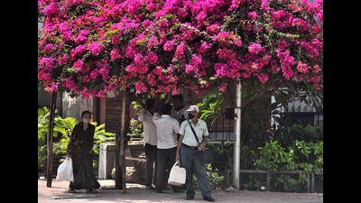 As per the India Meteorological Department’s (IMCD) seven-day forecast for Mumbai, daytime temperatures will remain consistently between 36 and 38 degrees Celsius until March 18 (Satish Bate/HT PHOTO) As per the India Meteorological Department’s (IMCD) seven-day forecast for Mumbai, daytime temperatures will remain consistently between 36 and 38 degrees Celsius until March 18 (Satish Bate/HT PHOTO)