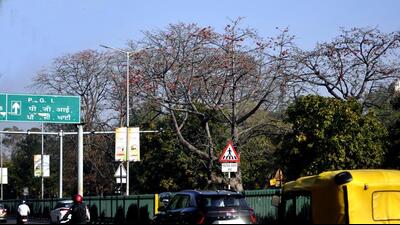 A vista of flowering Semul trees loom over Madhya Marg, opposite the Rose Garden. (PHOTO: KESHAV SINGH / HT) A vista of flowering Semul trees loom over Madhya Marg, opposite the Rose Garden. (PHOTO: KESHAV SINGH / HT)