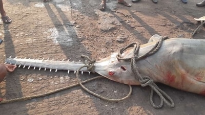 An extremely rare species of carpenter shark, or sawfish, was caught in fishnets on Thursday. (Twitter / @MangaloreCity)