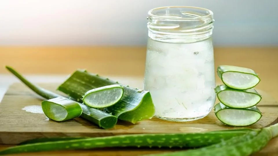 Aloe vera is loaded with vitamin, minerals, enzymes, saponins and amino acids. (Shutterstock)