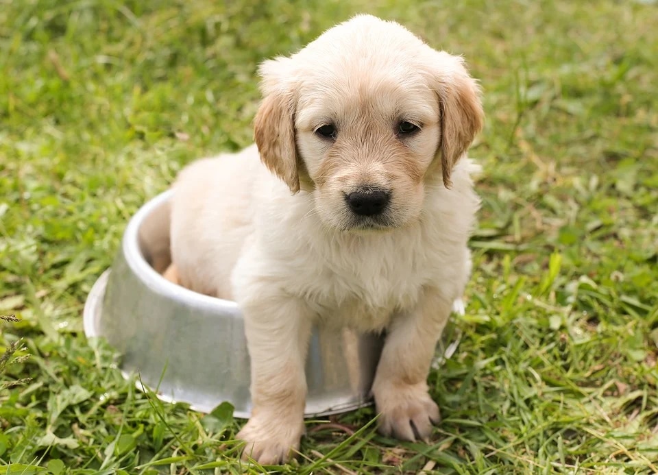 Experts say it is important to quarantine your dog or puppy if affected by parvovirus to protect other dogs from getting it. (Pixabay)