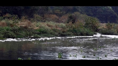 With the Maha Vikas Aghadi (MVA) on Saturday having decided to suspend the Pune riverfront project over environmental concerns, the Rs2,600 crore project is well on its way to becoming the next Aarey (HT PHOTO)