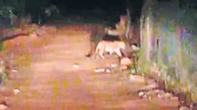 The leopard caught on camera by a forest patrolling team on Saturday night. (Sourced) The leopard caught on camera by a forest patrolling team on Saturday night. (Sourced)