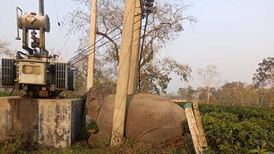 An elephant died due to electrocution under Burapahar Tea Estate area near Kaziranga National Park in Assam on Friday. This area falls under Hatidandi animal corridor An elephant died due to electrocution under Burapahar Tea Estate area near Kaziranga National Park in Assam on Friday. This area falls under Hatidandi animal corridor