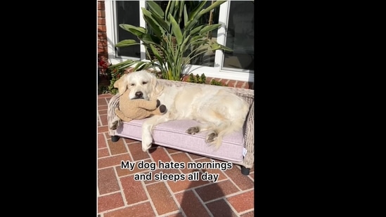 A screengrab of the video of a dog that loves to sleep all day. (ladyandtheblues/Instagram)