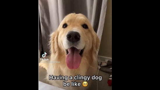 A screengrab of the video of a dog that is really clingy.&nbsp; (dogs.igpups/Instagram )
