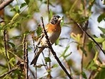 The non-breeding male Brambling.&nbsp;