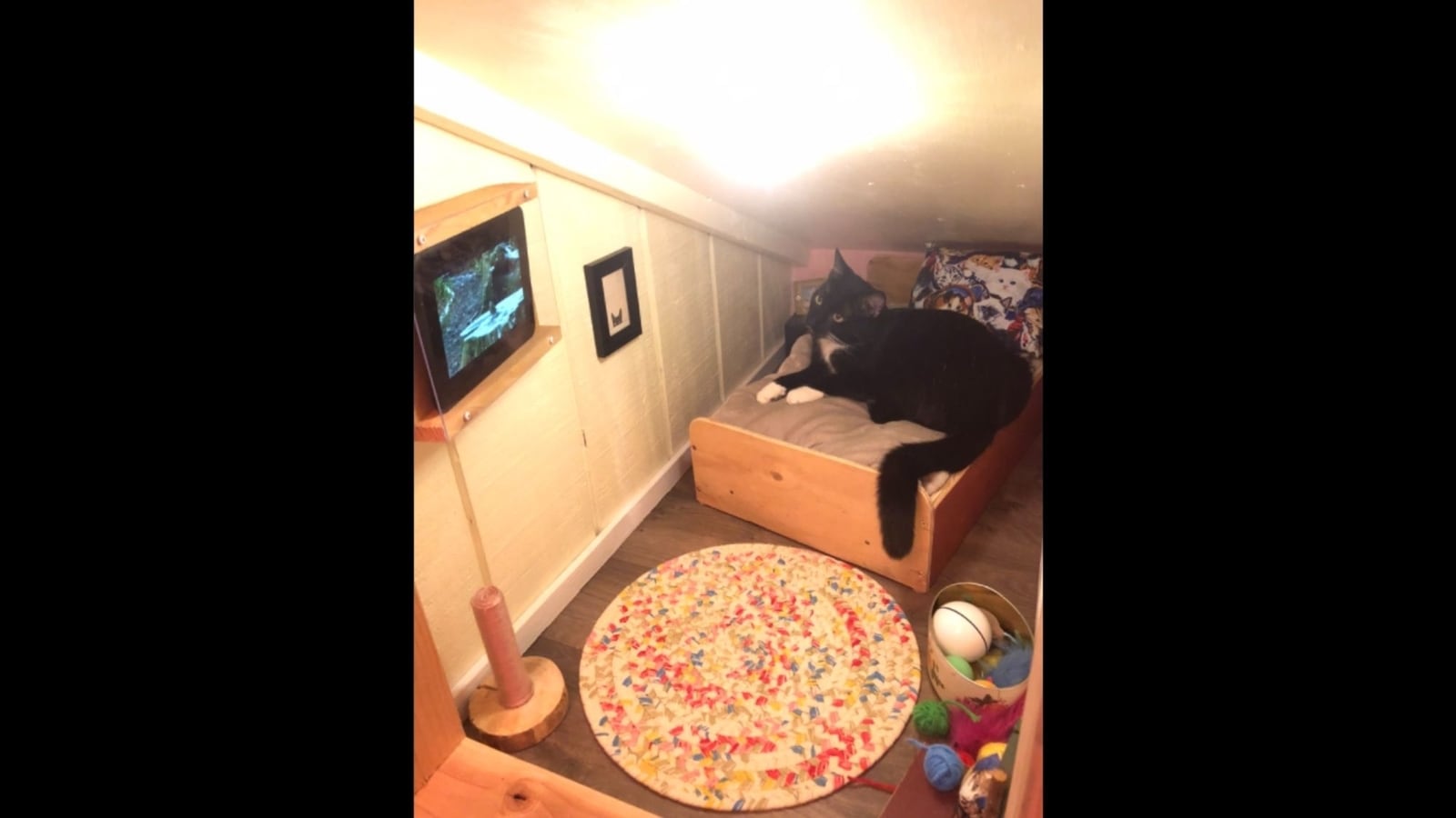 This cat has its own bedroom with a little bed and a TV. See adorable