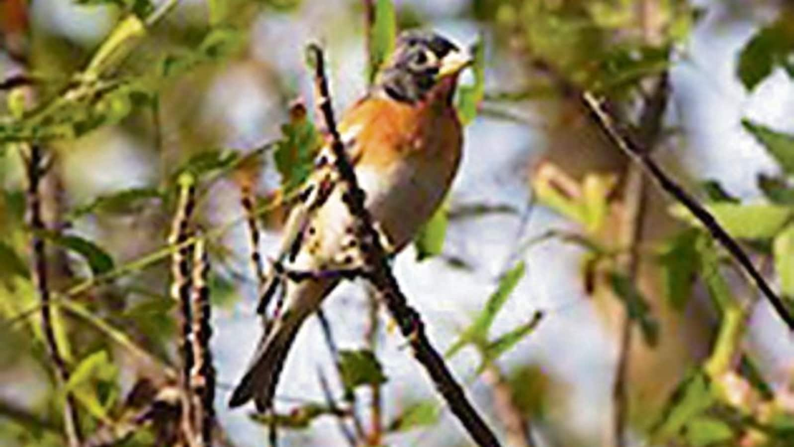 In a first for Delhi-NCR, birders spot rare Brambling in Bhondsi