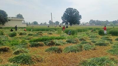 Workers were busy cutting the wheat crop, two days ahead of the swearing-in ceremony of the AAP government at Khatkar Kalan in SBS Nagar, Punjab. (HT Photo)