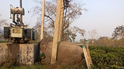On March 11, an elephant was electrocuted after touching a transformer on one of these corridors. (KNPTR)