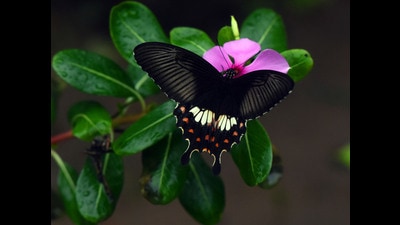Several plants are favoured by butterflies, and growing those in your garden can also invite butterflies to your home. (Photo: Parwaz Khan /HT)