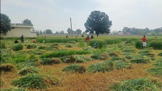 Workers were busy cutting the wheat crop, two days ahead of the swearing-in ceremony of the AAP government at Khatkar Kalan in SBS Nagar, Punjab. (HT Photo)