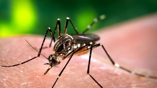 Dengue cases had never overshot the 10-case mark, in the January to March period, in the past six years. (REPRESENTATIVE PHOTO)