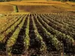 Vineyard (PTI Photo)(PTI) Vineyard (PTI Photo)(PTI)