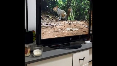 The image is taken from the video of the dog watching a squirrel on TV. (Instagram/@stelllabella_1)
