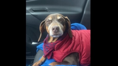 The image, taken from the Reddit video, shows the dog trying hard not to fall asleep during a car ride. (Reddit/@blahblahblah1992)