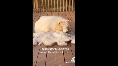A screengrab from the video of a dog relishing some snow before it all melts away. (storm.cloudboi/Instagram) A screengrab from the video of a dog relishing some snow before it all melts away. (storm.cloudboi/Instagram)