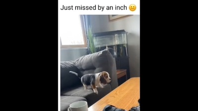A screengrab of the video of a puppy trying to jump from a couch to a table. (woofpetpuppy/Instagram) A screengrab of the video of a puppy trying to jump from a couch to a table. (woofpetpuppy/Instagram)