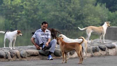 Panchkula MC has intensified its efforts to sterilise stray dogs. (HT File) Panchkula MC has intensified its efforts to sterilise stray dogs. (HT File)