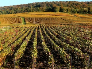 Vineyard (PTI Photo) (PTI)