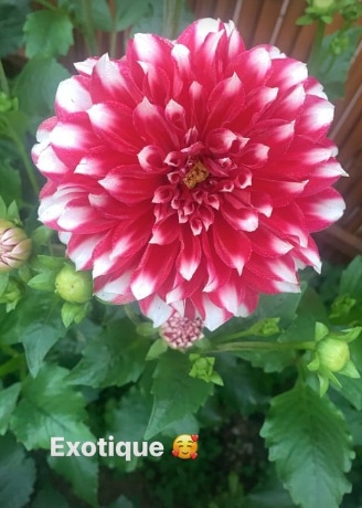 An image of flower posted by Smriti Irani. (Instagram/@smritiiraniofficial)