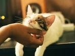 The Facebook post on ‘cat cuddlers’ also received tons of reactions (representational image). The Facebook post on ‘cat cuddlers’ also received tons of reactions (representational image).