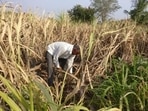 “How will the farmer's income double if the loan allocation covers less than half the farmer population in the state?”, JDS MLA Bandeppa Kashempur asked in the assembly (REUTERS picture) “How will the farmer's income double if the loan allocation covers less than half the farmer population in the state?”, JDS MLA Bandeppa Kashempur asked in the assembly (REUTERS picture)