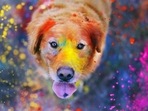 Keep your pet away from artificial colours as the chemicals in them could trigger allergies and other health problems if they lick them.