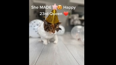 A screengrab of the video of a cat celebrating its 23rd birthday. (queen_lily_99/Instagram ) A screengrab of the video of a cat celebrating its 23rd birthday. (queen_lily_99/Instagram )