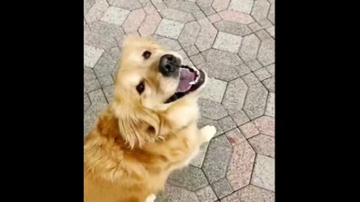 The image, taken from the adorable video shared on Reddit, shows the dog looking at its human. (Reddit/@irian9611)