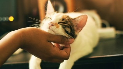 The Facebook post on ‘cat cuddlers’ also received tons of reactions (representational image). (Unsplash/@yerlinmatu) The Facebook post on ‘cat cuddlers’ also received tons of reactions (representational image). (Unsplash/@yerlinmatu)