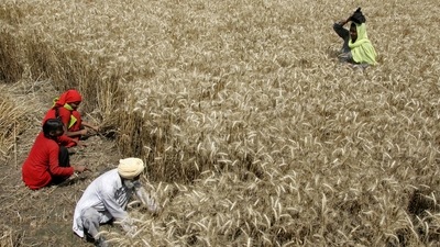 Exports picked up last year to reach 6.12 million tonnes of wheat from 1.12 million tonnes a year earlier. (Reuters)