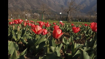 Flowers in full bloom at Tulip Garden in Srinagar. (Waseem Andrabi/Hindustan Times) Flowers in full bloom at Tulip Garden in Srinagar. (Waseem Andrabi/Hindustan Times)